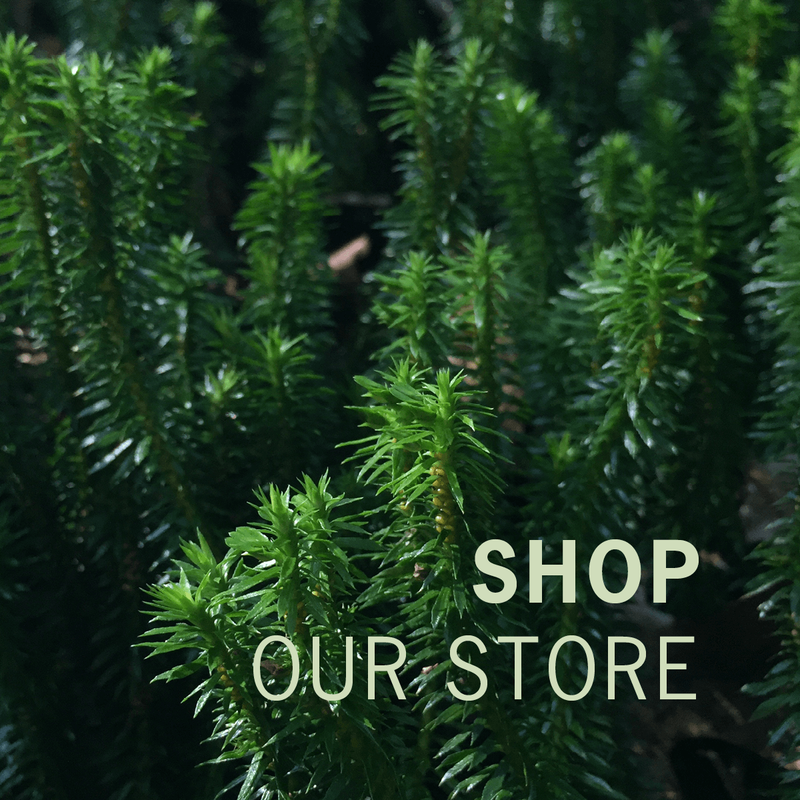 A closeup of several small pine tree  branches pointing upward. The light green text “Shop Our Store” is overlaid in the bottom right corner.