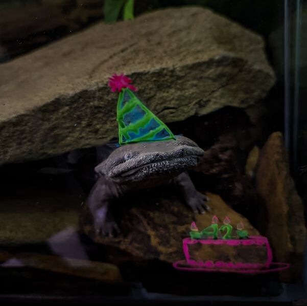 An underwater blueish gray Eastern Hellbender salamander is facing the camera. Neon colored  markers have been used to draw a pointy party hat and a birthday cake with candles on the aquarium’s glass to look like Marvin is wearing the hat.