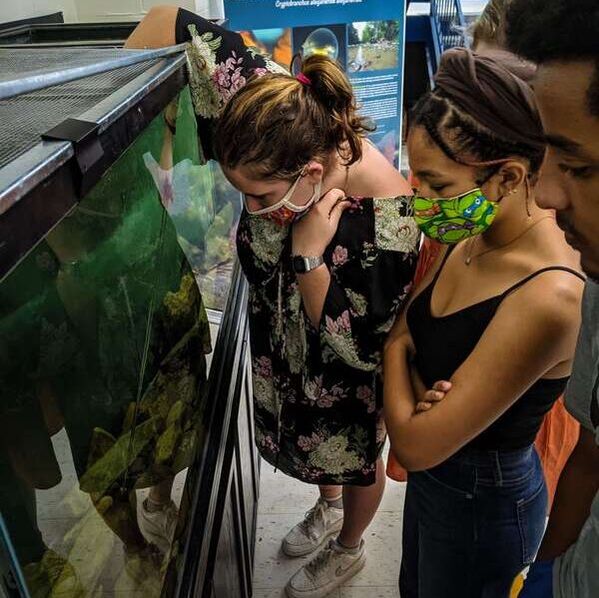 Three students are gathered around a large tank looking at an eastern hellbender salamander