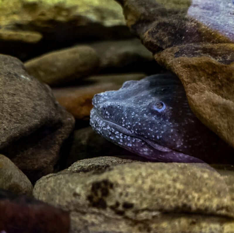 Marvin, an underwater blueish gray Eastern Hellbender salamander, is sticking her head out from underneath a brown rock while she looks upward to the left.