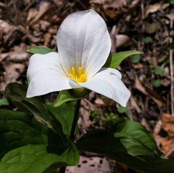 A white trillium in bloom